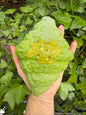 pistachio Knafa croissant soft foam Squishy ￼