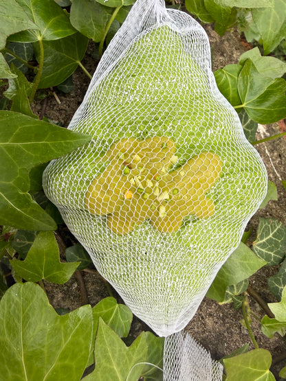 pistachio Knafa croissant soft foam Squishy ￼